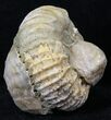 Pavlovia Ammonite With Fossil Oysters - Russia #29734-1